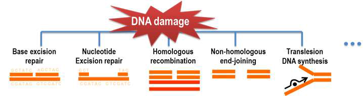 DNA 손상과 그에 따른 수선 기작