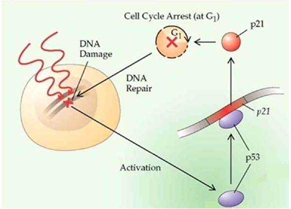 DNA 손상과 세포주기 조절 기작