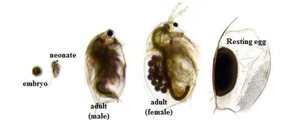 물벼룩 생활사