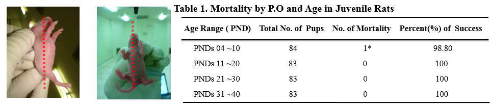 랫드 신생자 경구투여법 및 성공률 검증