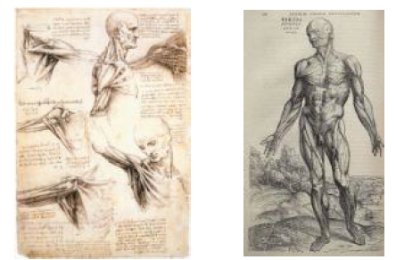 Leonardo da Vinci, Anatomy of the shoulder (좌), Andreas Vesalius의 그림 (우)