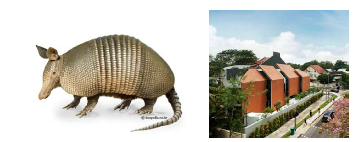 The Armadillo House