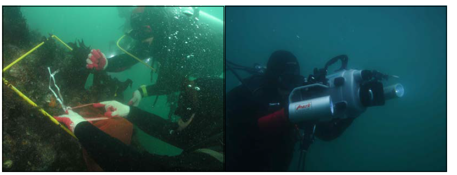 수중방형구를 이용한 경성기질 대형저서동물의 채집 및 수중촬영.