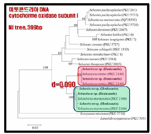 흑산도에서 채집된 쏨뱅이 종류의 mtDNA COI 영역의 분지도.