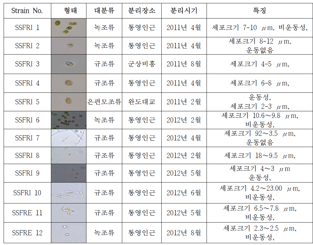 국내 자체 strain 분리 배양현황