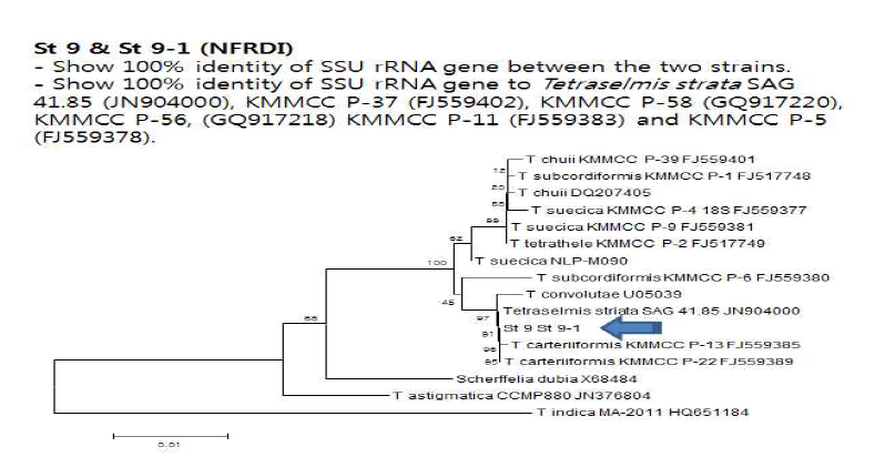 Phylogenetic tree of Tetraselmis based on 18s rDNA sequence data using Kimura 2-parameter model in neighbor-joining analysis.