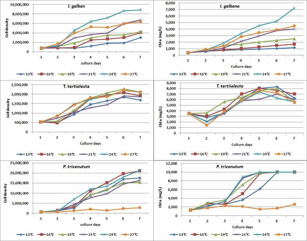 배양온도별 I. galban, T. tetrthele P. triconutum의 성장 및 클로로필 함량 a 변화.