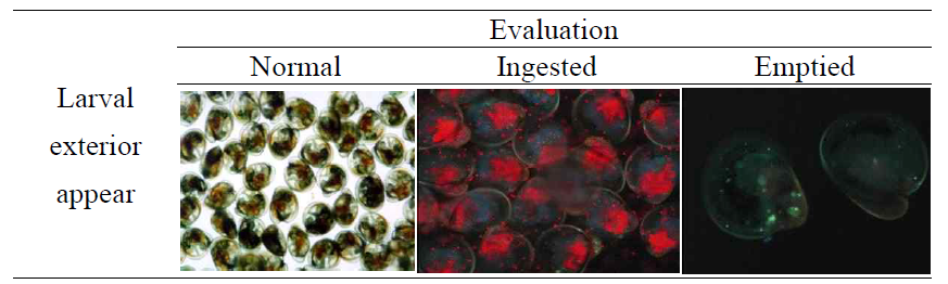 참굴 유생의 소화 미세조류 섭취도 평가
