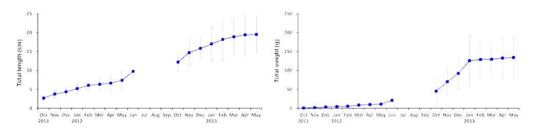 IMTA 가두리에서 사육한 해삼의 전장(좌) 및 체중(우). 2012년 7~9월: 하면 활동으로 인해 측정 불가.