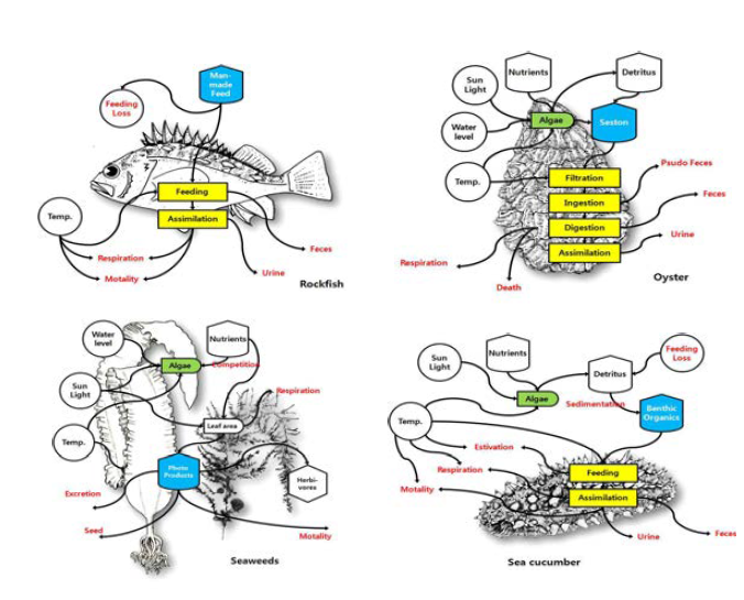 양식생물별 생리대사 알고리즘 모식도(좌상:조피 볼락, 우상: 굴, 좌하: 다시마 및 모자반, 우하: 해삼).