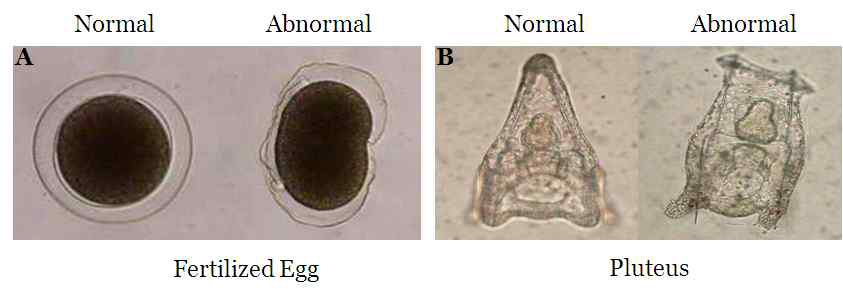 말똥성게(H. pulcherrimus)의 수정(A) 및 배아 발생(B)의 형태