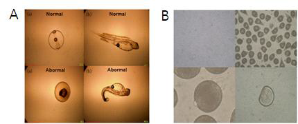 넙치의 수정 및 배아 발생(A)과 참굴의 수정 및 D형 유생 발생(B)