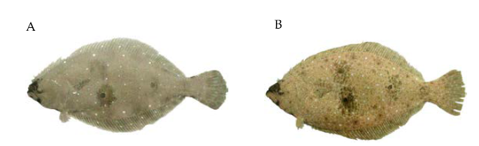자연산(A) 및 양식산(B) 넙치어미의 외형.