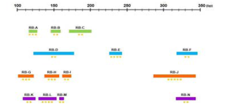 돌돔 친자확인을 위한 multiplex PCR 구성.