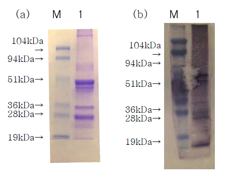 SDS-PAGE(a)와 western blotting(b)에 의한 VHSV의 구조 단백질 분석