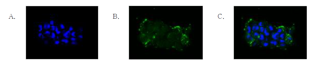 Confocal microscopy를 이용한 EPC 세포주에서 바이러스 배양 관찰.