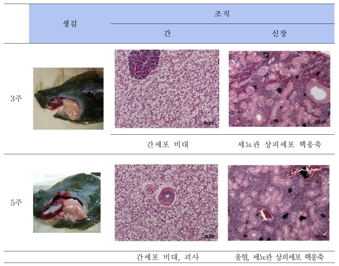 아쥬반트 ISA 762VG의 안전성 조사