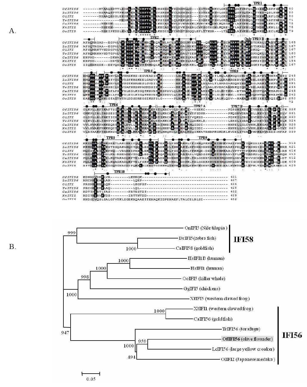 넙치에서 분리한 interferon-inducible protein 56의 유전적 특징분석