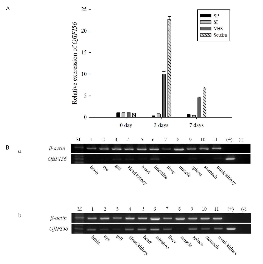 넙치에서 분리한 interferon inducible protein의 발현량 비교