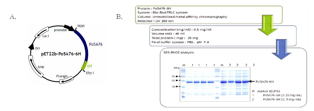 넙치에서 분리한 interferon inducible protein56 재조합단백질 생산