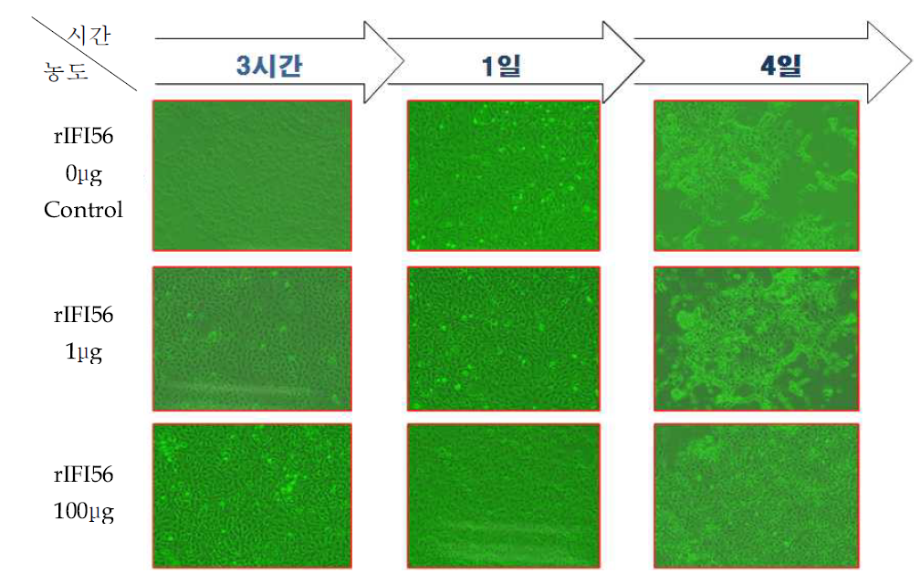 재조합단백질 rOfIFI56의 in vitro 효능 검증실험