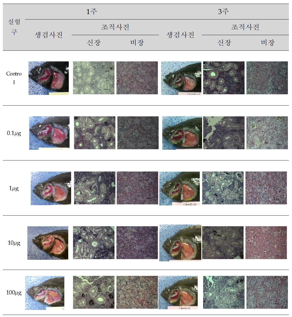 Molecular adjuvant VHS 백신 안전성 조사(H&E, ×400)