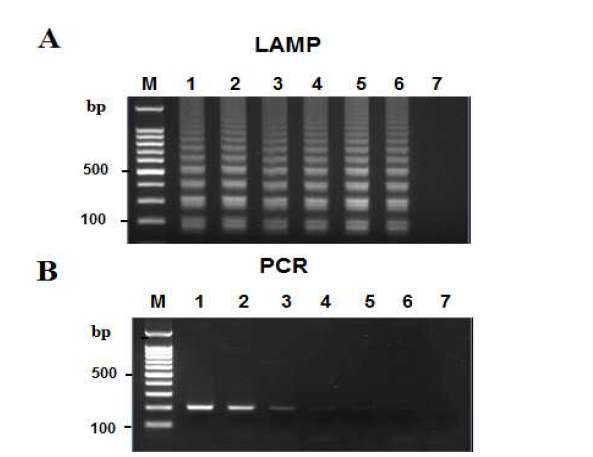 멍게편모충 (A. hoyamushi)에 대한 LAMP 및 PCR 검사법의 비교