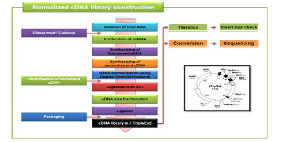 cDNA Library construction of Halocynthia roretzi