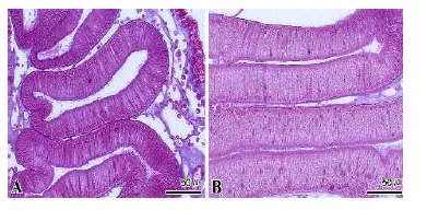 35일간 절식에 따른 멍게 소화선 및 피낭 의병리조직학적 변화 A: 소화선, B: 피낭