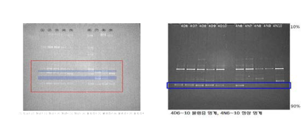 정상 개체와 물렁증 개체의 V3 variable region PCR Products를 이용한 DGGE 분석 (좌) 2월, (우) 4월