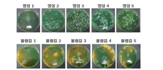 TCBS agar 배지에서 정상 및 물렁증 멍게 미생물 분리