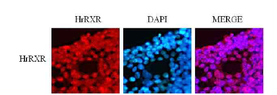 면역형광법을 통해 세포내 형질도입한 hrRXR 단백질 발현