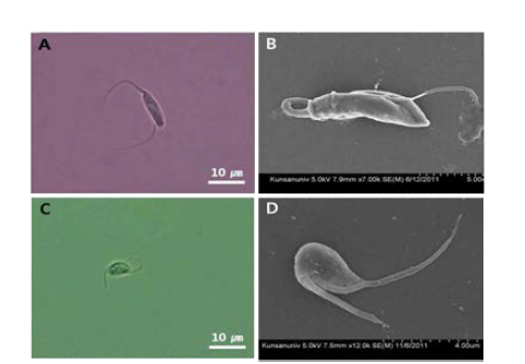 물렁증 멍게에서 분리된 2종의 편모충. Neobodo 충의 광학현미경 (A), 주사전자현미 경 (B) 사진과 Procryptobia sorokini의 광학현미경 (C) 및 주사전자현미경 (D) 사진