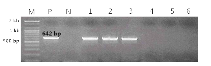 A. hoyamushi 진단용 프라이머를 이용한 A. hoyamushi DNA 증폭 전기영동 사진. Marker (M), A. hoyamushi 양성 대조구 (P), P. sorokini, 음성 대조구 (N), 물렁증 멍게 (1, 2, 3), 건강한 멍게 (4, 5, 6)