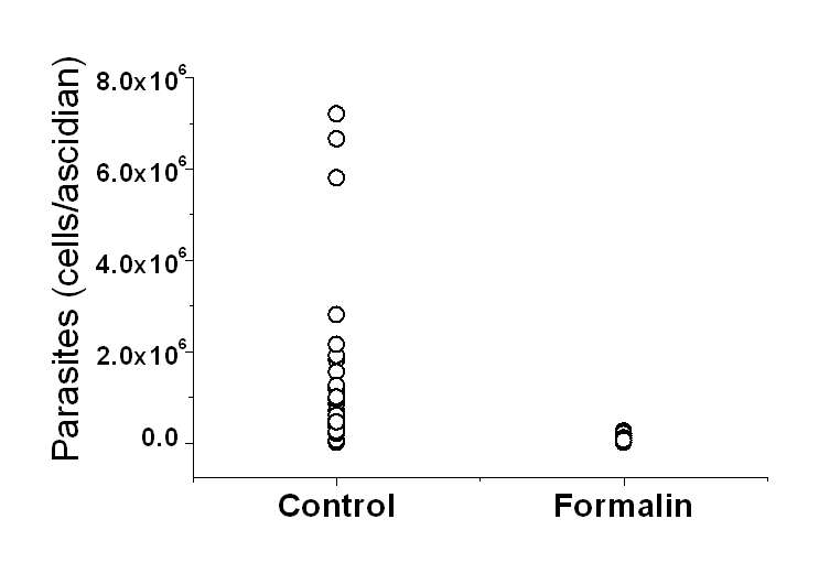 포르말린 40 mg/lℓ/h/day에 3일간 노출된 A. hoyamushi의 생존율