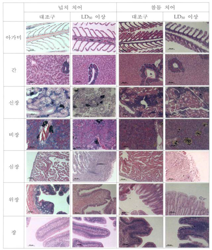 넙치 및 참돔에 대한 아쿠아 팜세이프 노출에 따른 병리조직학적 관찰