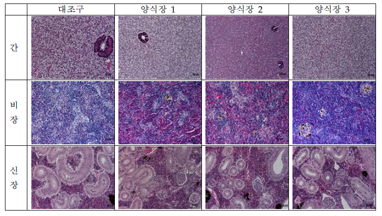 1차(상반기) 오배자 투여한 넙치의 병리조직학적 조사