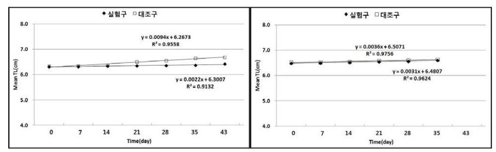 실험구 및 대조구의 넙치 치어의 평균전장의 변화(좌:2012년, 우:2013년).