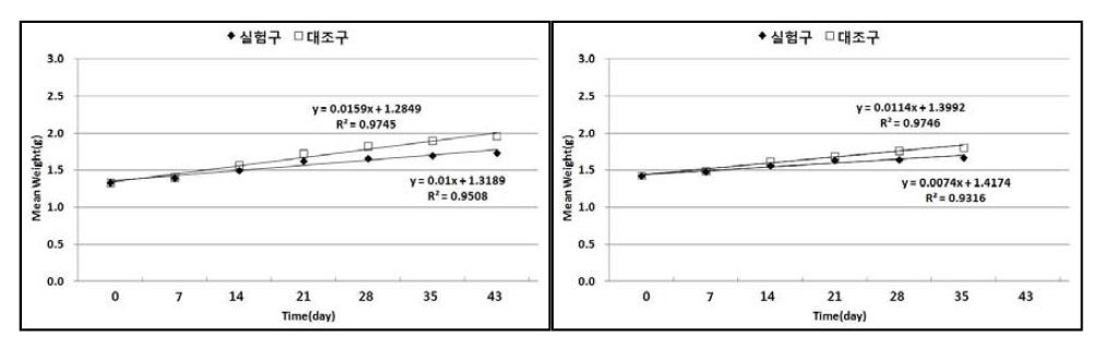 실험구 및 대조구의 넙치 치어의 평균체중의 변화(좌:2012년, 우:2013년).