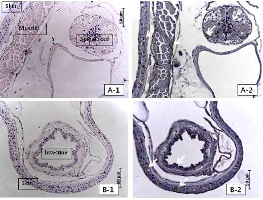 부화후 210일 유생 조직에서 면역조직화학적 방법 (IHC)에 의한 Ghrelin 발현 동태 (왼쪽 상하 : HE염색, 오른쪽 상하 IHC법).