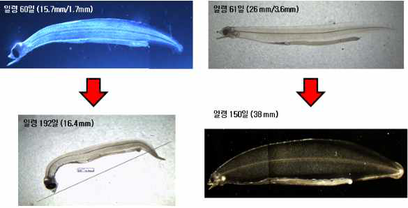 2011년 개발한 액상사료로 사육한 유생 (왼쪽)과 2012년 개발한 액상사료로 사육한 유생 (오른쪽).