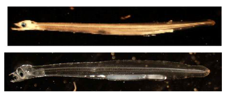 상어알 대체 사료로 성장한 유생 (부화후 20일).