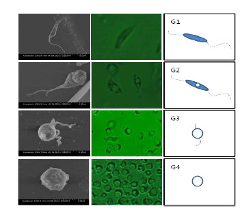 Azumiobodo hoyamushi의 부유성 cyst 형성 단계. G1, 1단계 (편모충형태); G2, 2단계 (편모충내 공포등장); G3, 3단계 (편모를 보유한 cyst); G4, 4단계 (완전한 cyst). (2014년 국립수산 과학원 자료 인용).