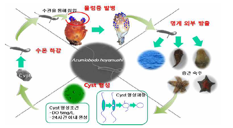 물렁증 원인체 동원핵편모충 생활사.