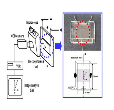 Electrophoresis 측정 장치