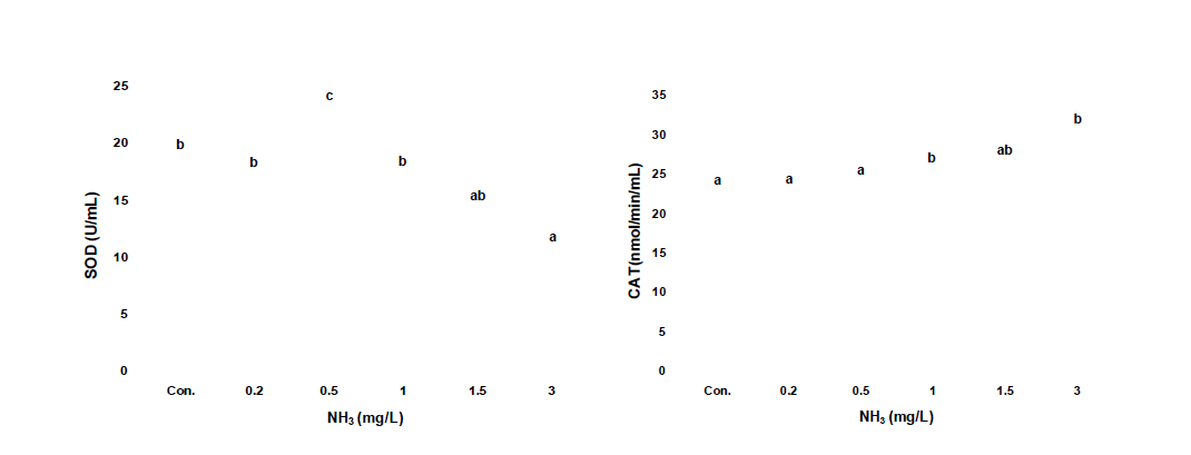 암모니아 노출에 따른 SOD 및 CAT 활성