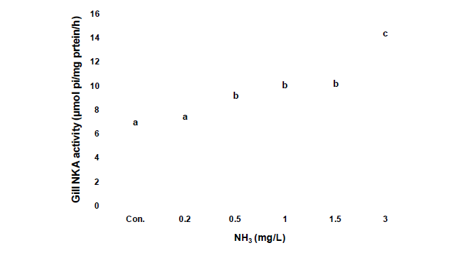 암모니아 노출에 따른 아가미 NKA 활성