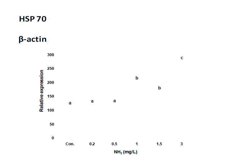 암모니아 노출에 따른 HSP 70 mRNA 발현