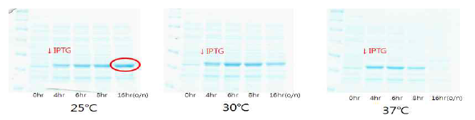 IPTG 유도 후 온도 및 시간에 따른 phytase의 발현율