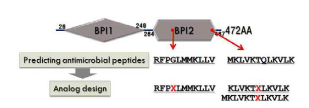 넙치 BPI 단백질로부터 항균펩타이드 유도체의 디자인.